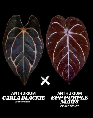 CARLA X EPP PURPLE MAGS | S
