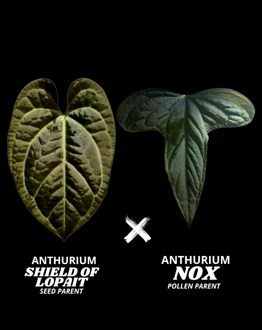 SHIELD OF LOPAIT (SOL) X NOX | M