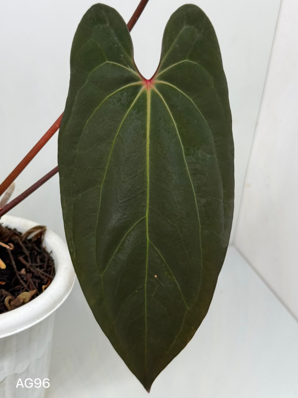 ANTHURIUM BVIT X RED MAGNIFICUM | XXL