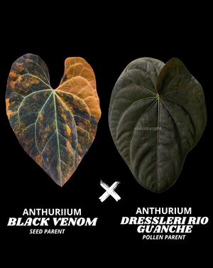 BLACK VENOM X DRG - NON VAR | S