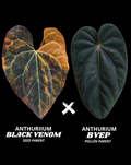BLACK VENOM X BVEP - NON VAR | S