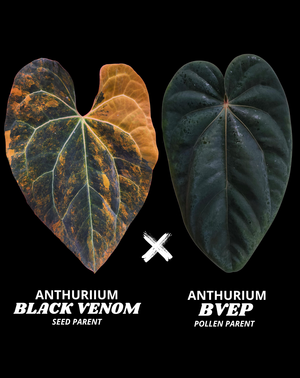 BLACK VENOM X BVEP - NON VAR | S