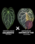 CRYSTALL GILBERTO X MICHELLE VAR | S
