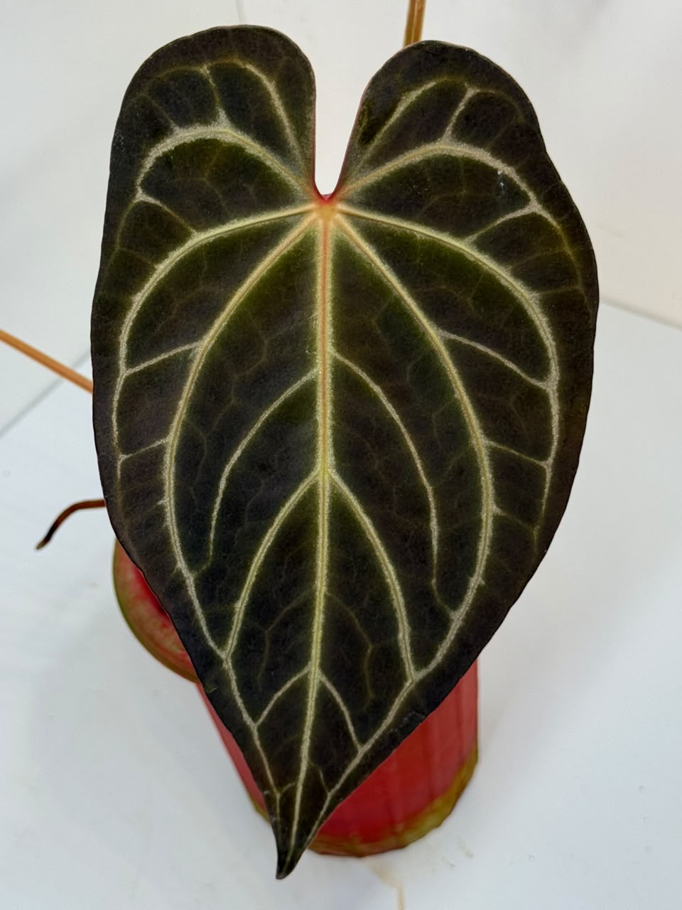 ANTHURIUM CRYSTALL FTG RED | XL