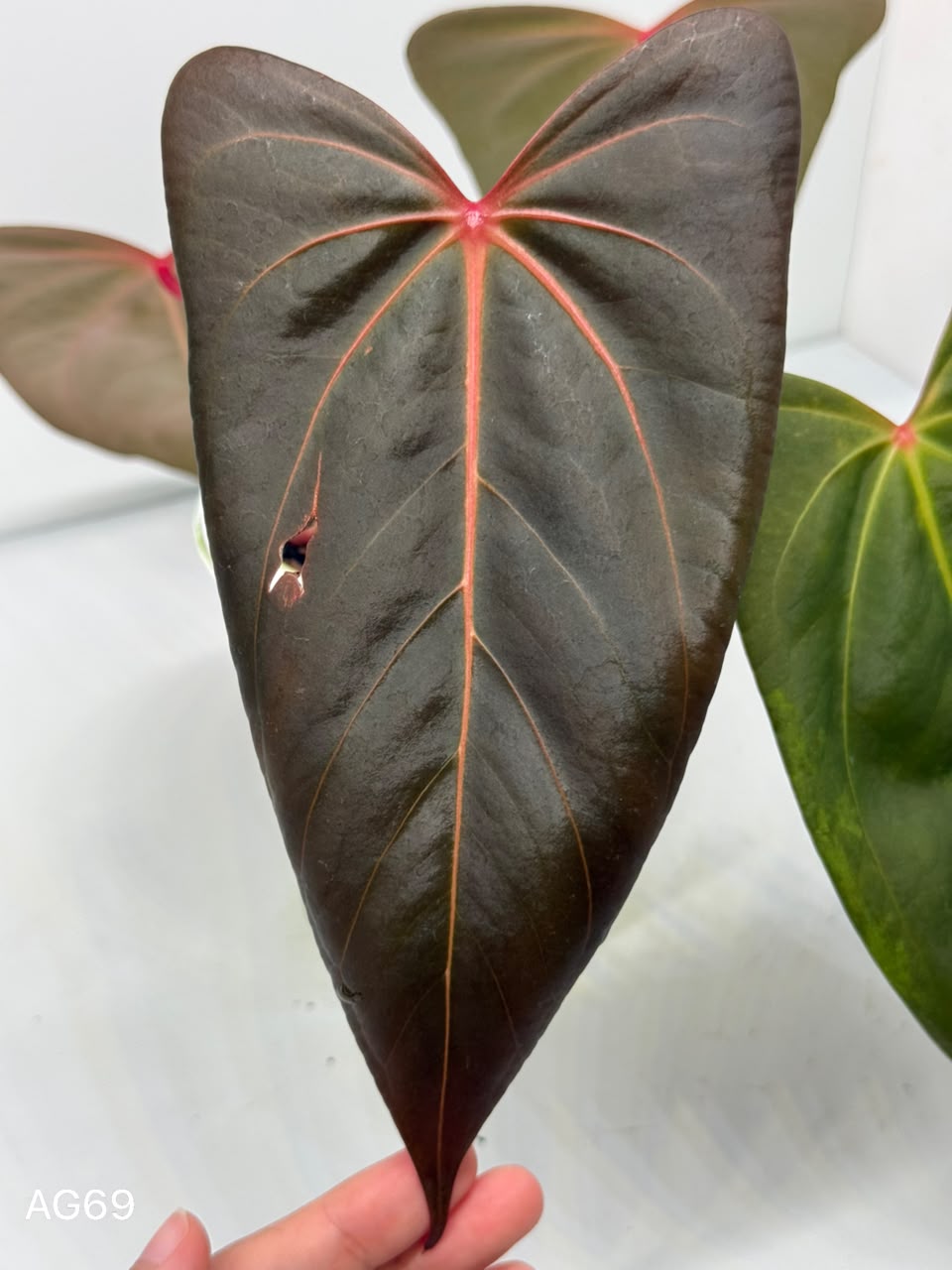 ANTH. PEDRO (PAP RED VEIN X PORTILAE XDF) | XL