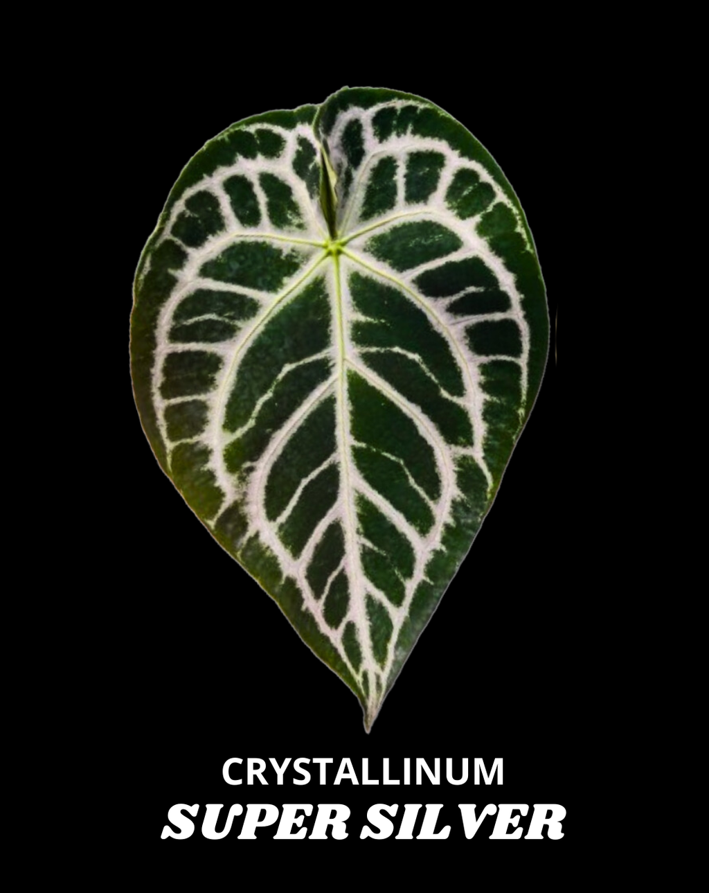 CRYSTALLINUM SUPER SILVER SELF | S