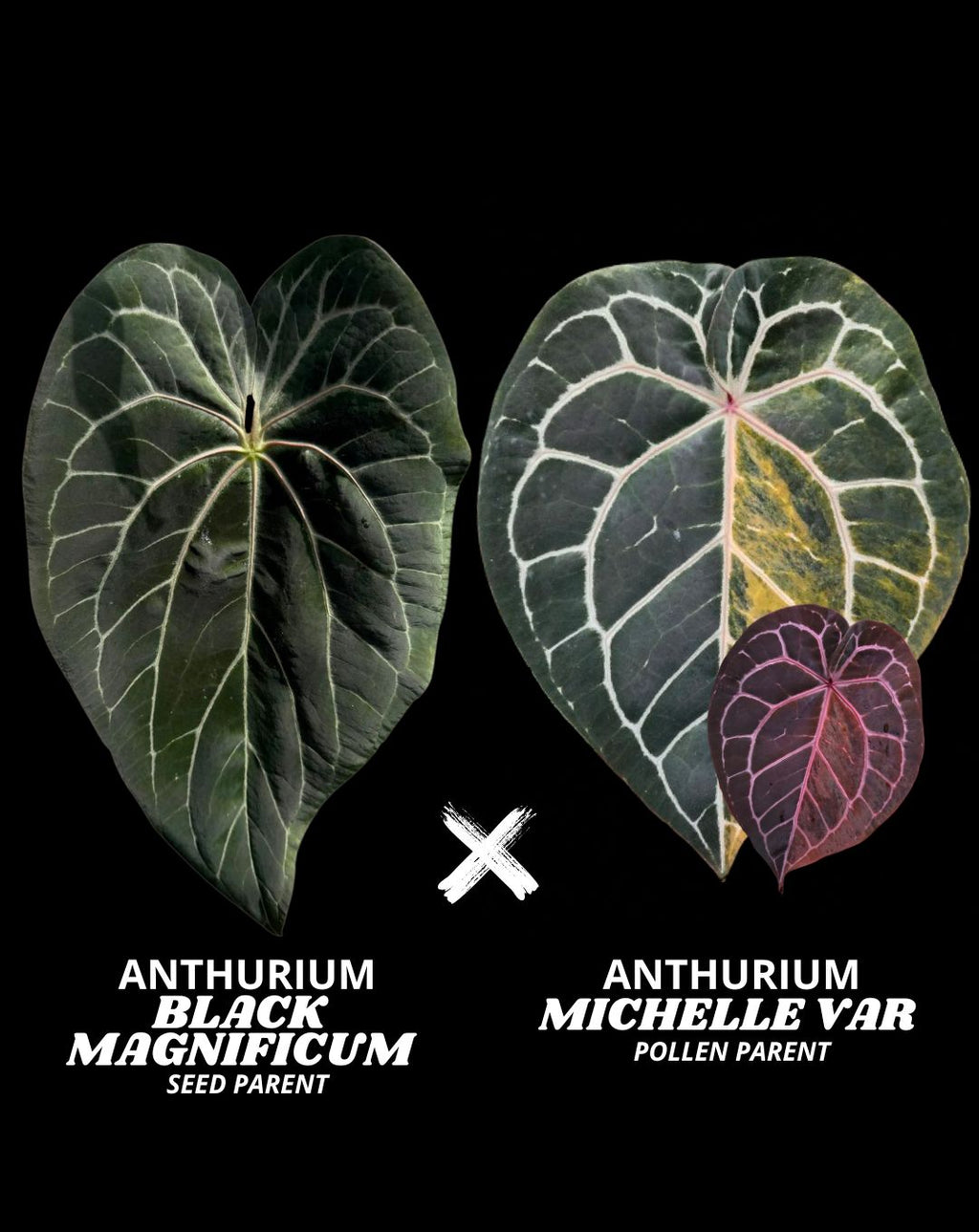 BLACK MAGNI X MICHELLE | S