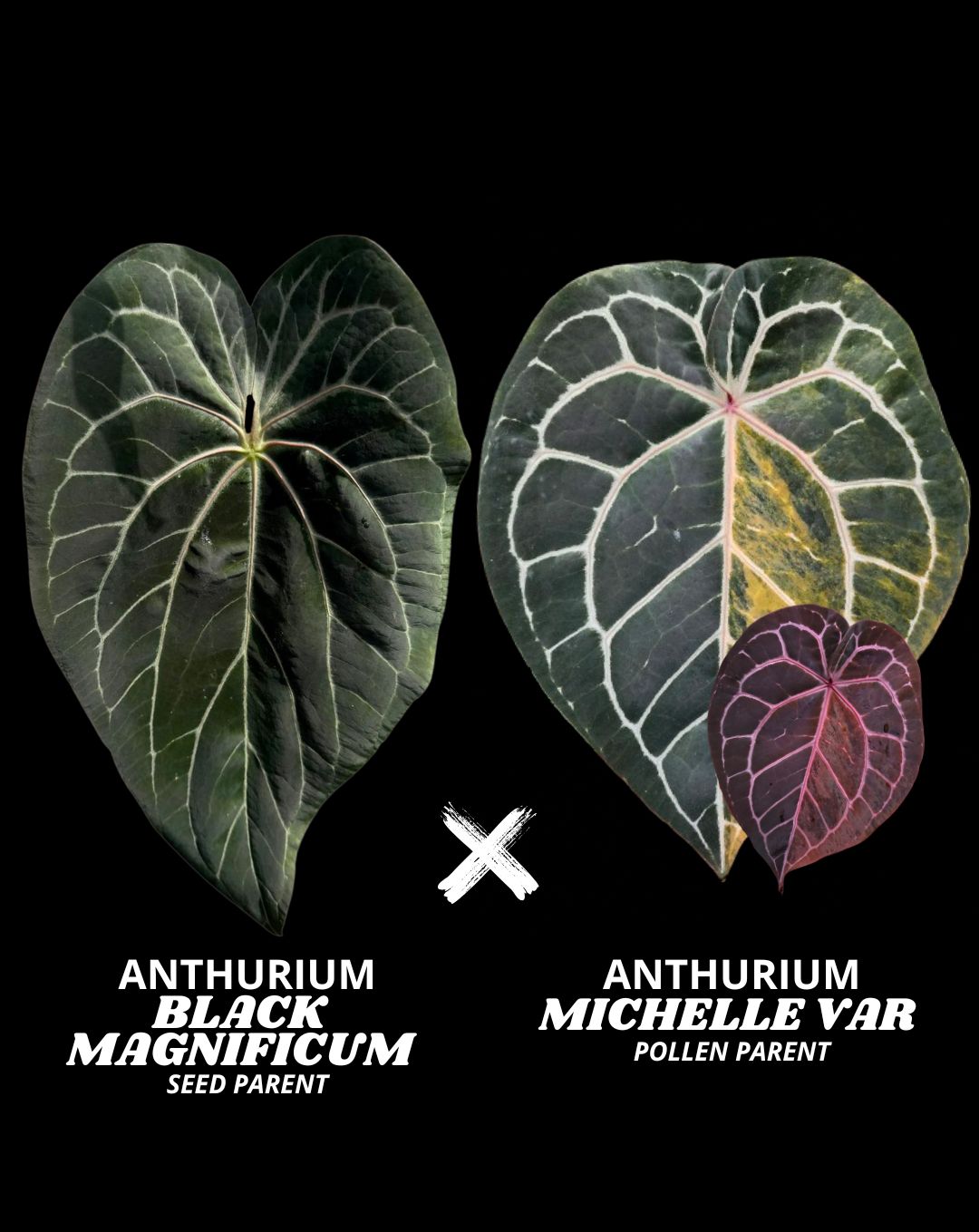 BLACK MAGNI X MICHELLE | S