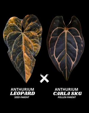 LEOPARD X CARLA  - NON VAR | S