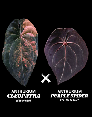 CLEOPATRA X PURPLE SPIDER - NON VAR | S