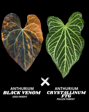 BLACK VENOM X CRYSTALL FTG - NON VAR | S