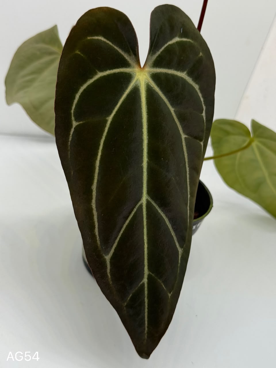 ANTHURIUM MEGATRON X CARLA | XXL