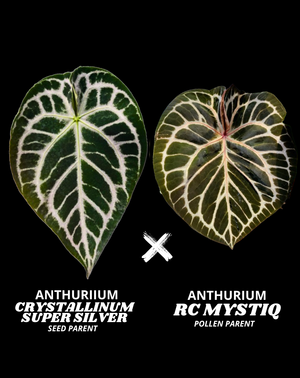 CRYSTALL SUPER SILVER X RC MYSTIQ | M