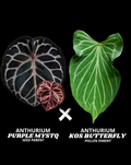 PURPLE MYSTQ X KOS BUTTERFLY | M