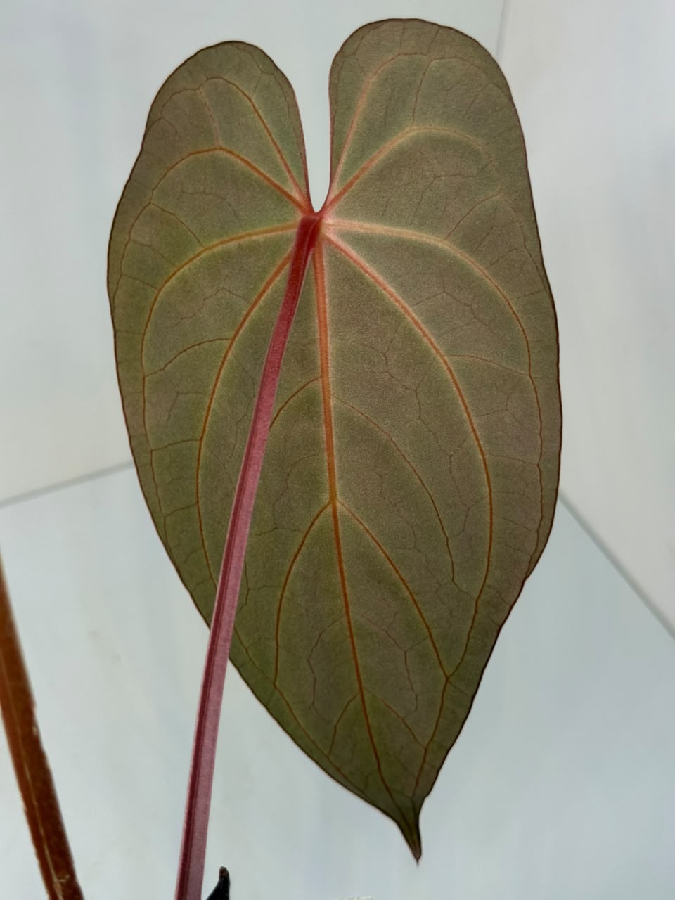 ANTHURIUM CRYSTALL FTG RED | XL