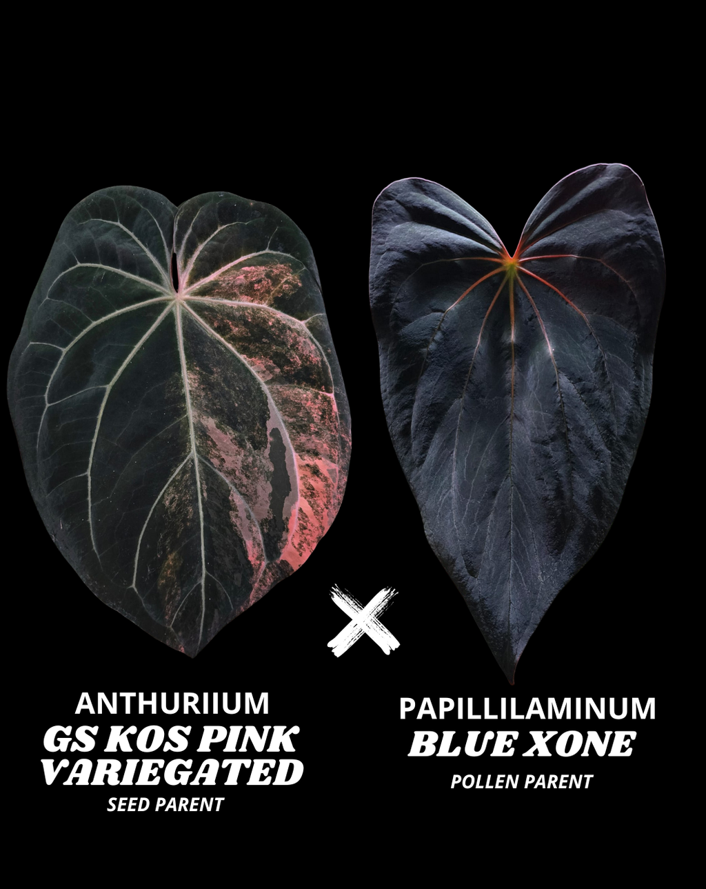 GS KOS RED SINUS X BLUE XONE - NON VAR | S