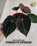ANTHURIUM FORGETII SPIDER | L