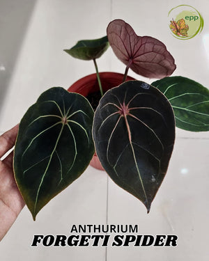 ANTHURIUM FORGETII SPIDER | L