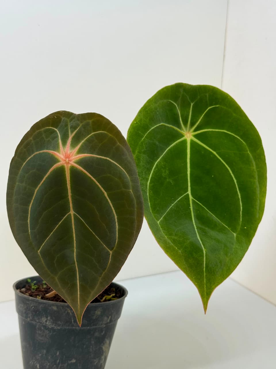 ANTHURIUM FORGETII SPIDER | L