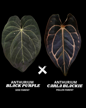 BLACK PURPLE X CARLA BLACKIE | L