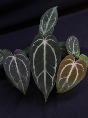 CRYSTALLINUM FTG X CARLA (SKG) | M