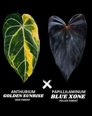 GOLDEN SUNRISE X BLUE XONE - NON VAR | S
