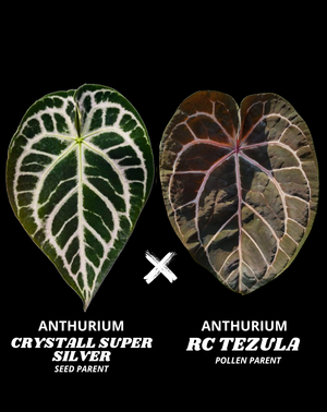 CRYSTALL SUPER SILVER X RC TEZULA | M
