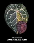 MICHELLE VARIEGATED SELF   -  NON VAR | S