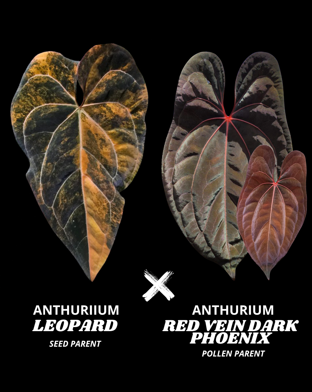 LEOPARD X RVDP (NON VAR) | M