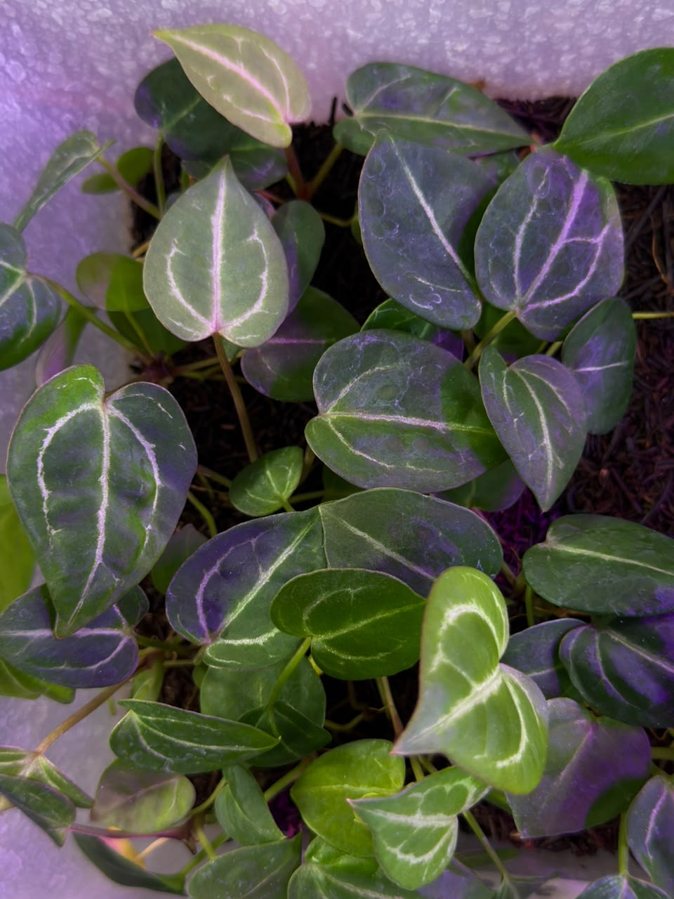 MICHELLE VARIEGATED SELF   -  NON VAR | S