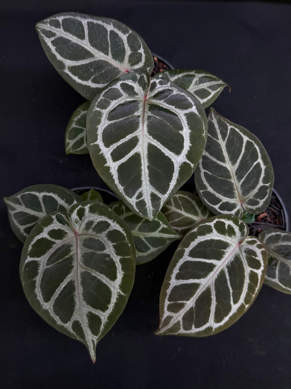 PURPLE MYSTQ X CRYSTALLINUM FTG | M