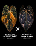 ANTHURIUM MEGATRON X CARLA | XXL