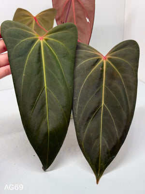 ANTH. PEDRO (PAP RED VEIN X PORTILAE XDF) | XL