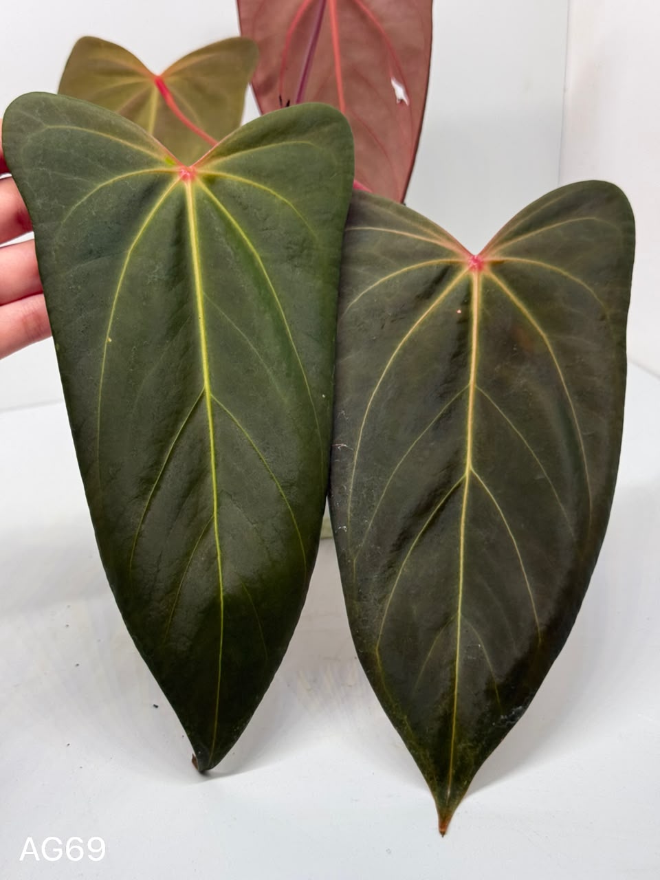 ANTH. PEDRO (PAP RED VEIN X PORTILAE XDF) | XL