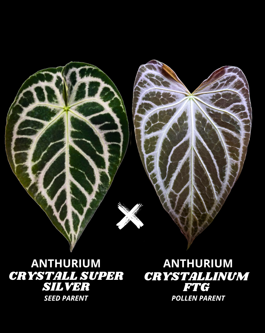 CRYSTALL SUPER SILVER X CRYSTALLINUM FTG | L