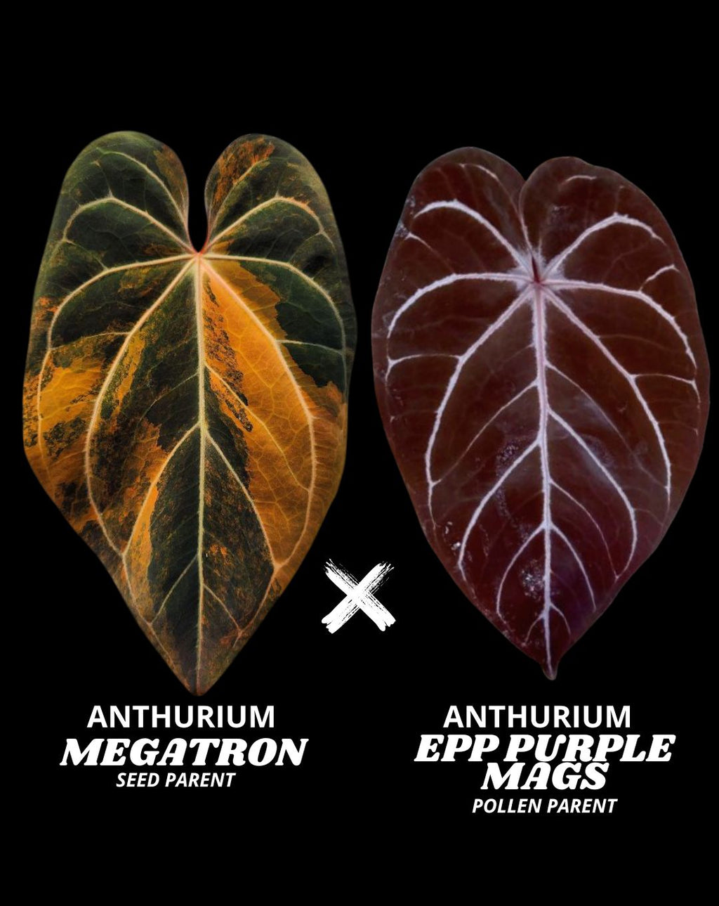 MEGATRON X EPP PURPLE MAGS  (NON VAR) | S