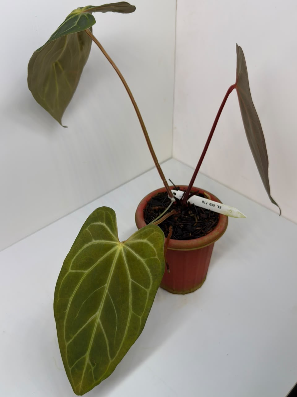 ANTHURIUM CRYSTALL FTG RED | XL
