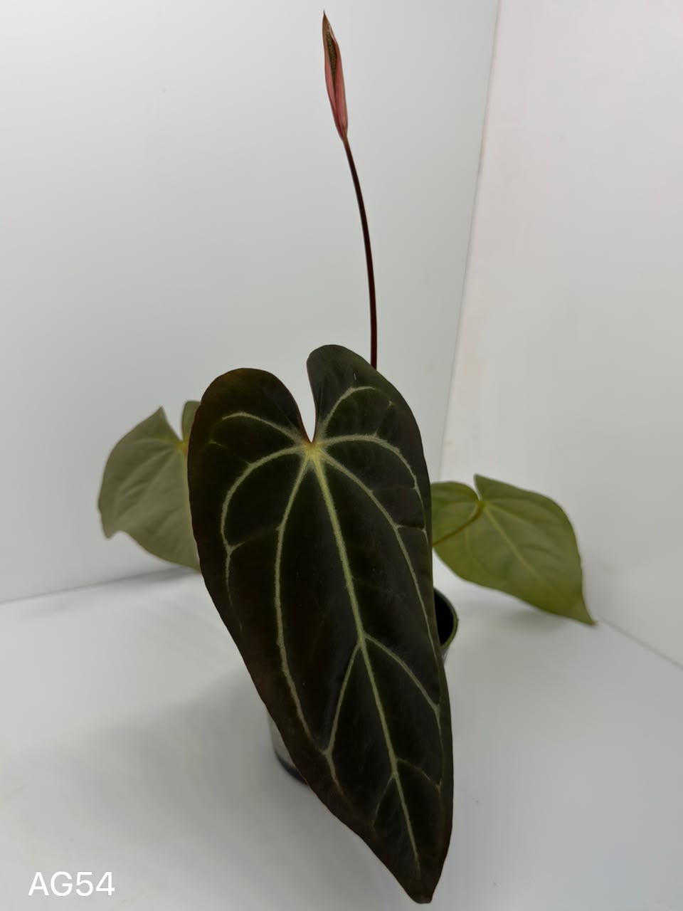 ANTHURIUM MEGATRON X CARLA | XXL