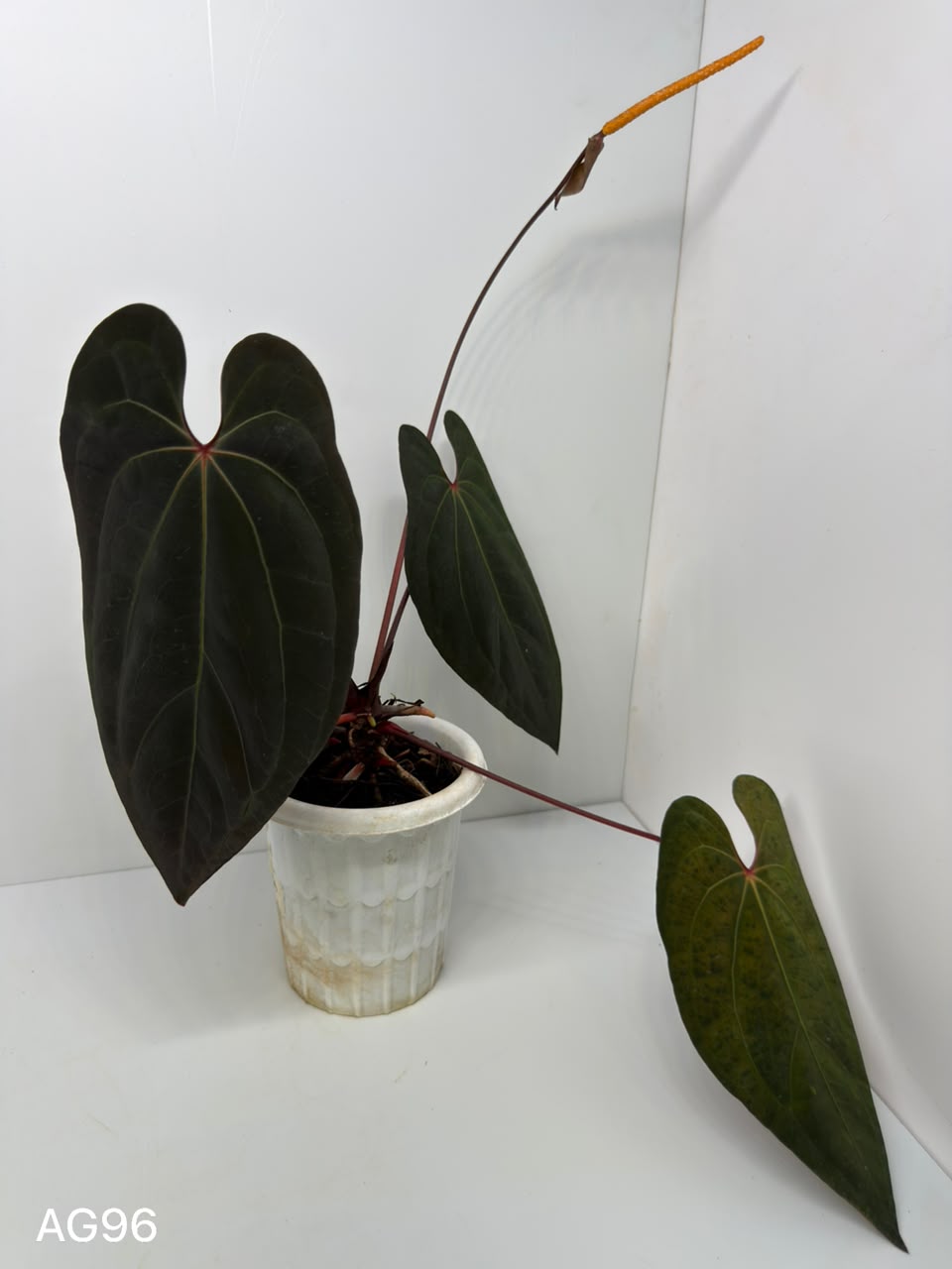 ANTHURIUM BVIT X RED MAGNIFICUM | XXL