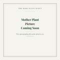 Mother plant picture coming soon