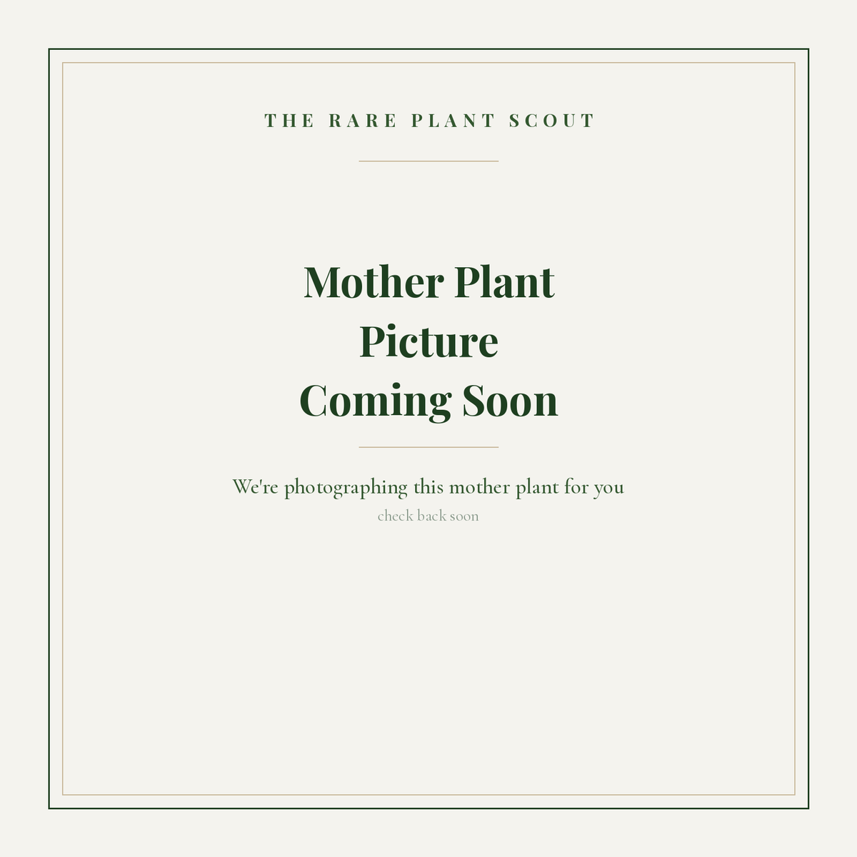Mother plant picture coming soon